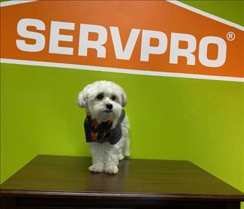 White little cute fluffy dog standing on a table in front of a SERVPRO painted wall