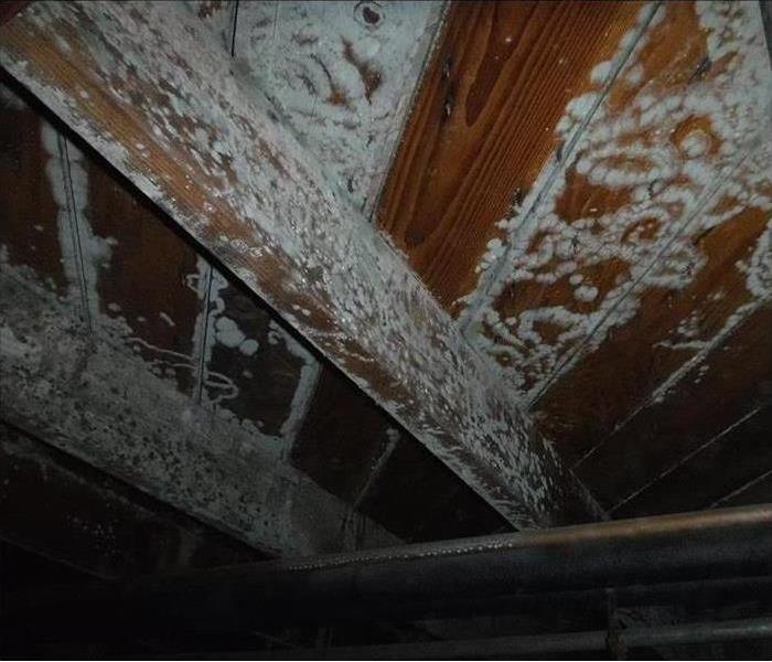 Mold in Crawlspace 