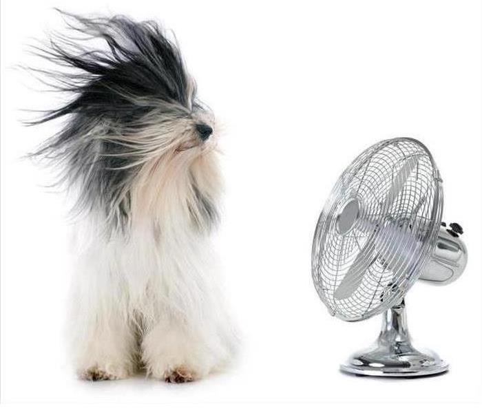 Dog in front of a fan